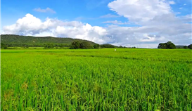 党建引领|村企共建，让墟落振兴跑出“加速率”